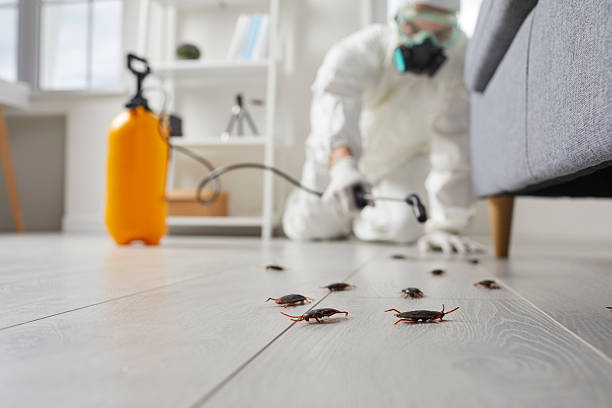 Trusted Termite Control service in Helena West Side, MT - Nex Pest Control